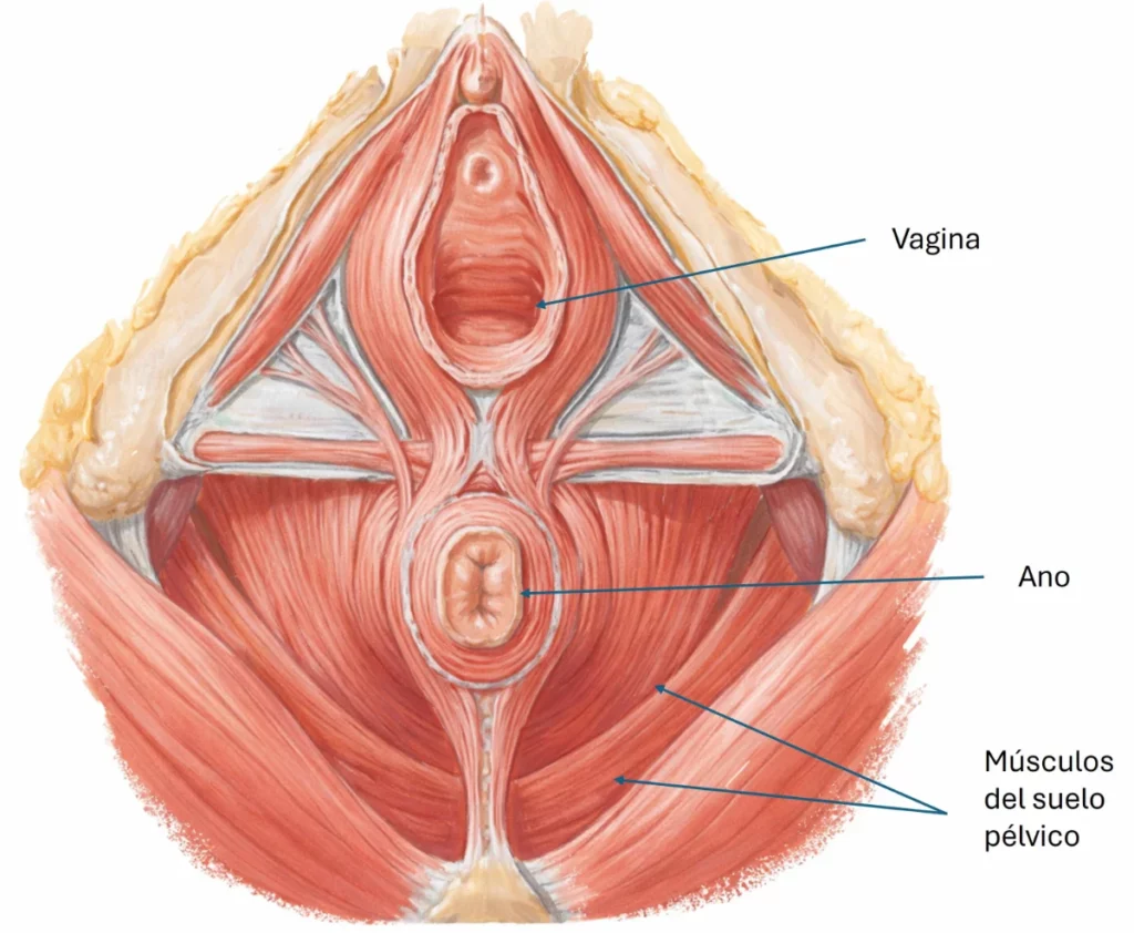 suelo pelvico anatomia